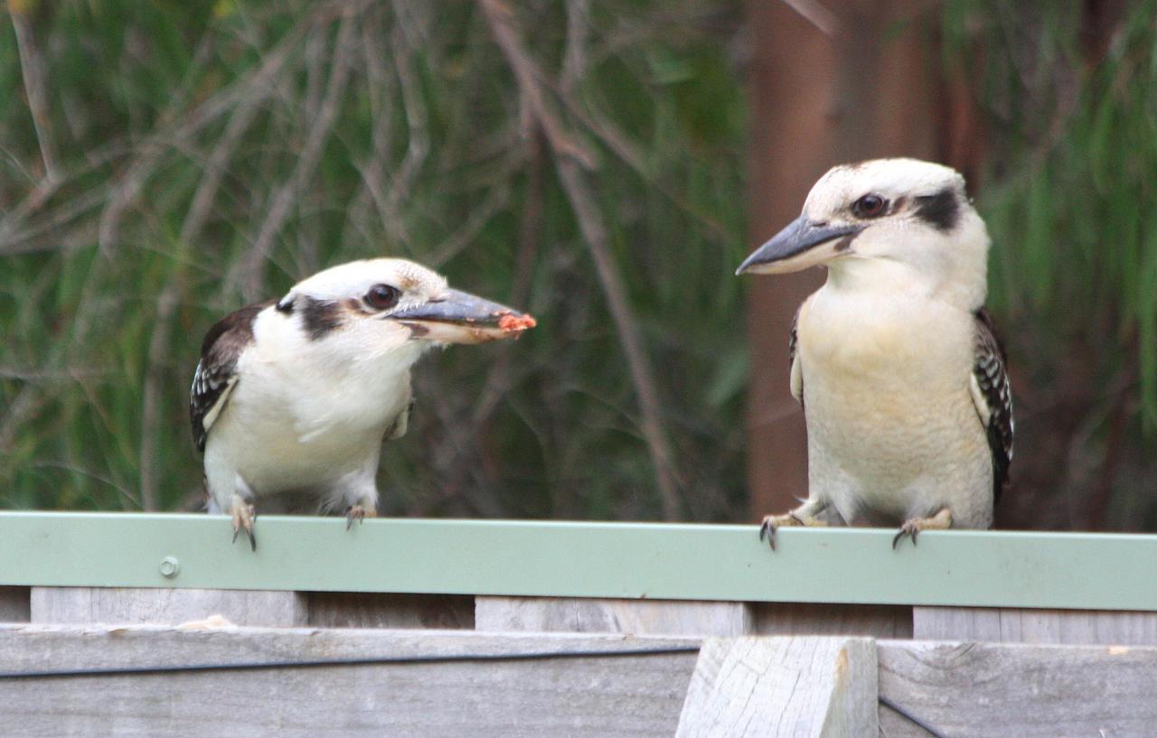 Riverview Tourist Park Margaret River Εξωτερικό φωτογραφία